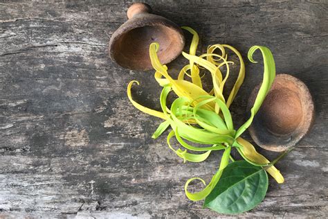 aceite ylang ylang primor